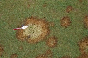 Pink Snow Mold