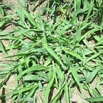 Mature Crabgrass